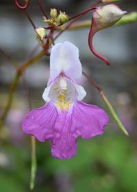 Impatiens balfourii