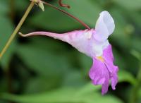 Impatiens balfourii