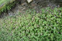 Impatiens balfourii