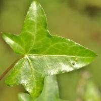 Hedera helix