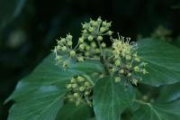 Hedera helix