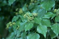 Hedera helix