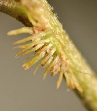 Hedera helix