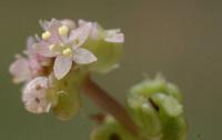 Hydrocotyle vulgaris