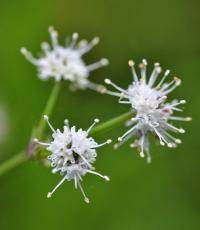 Sanicula europaea