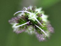 Sanicula europaea