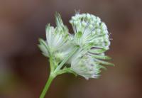 Astrantia major