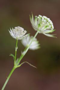 Astrantia major