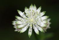 Astrantia major