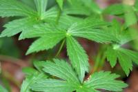 Astrantia major