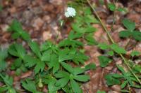 Astrantia major