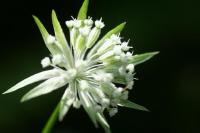 Astrantia minor