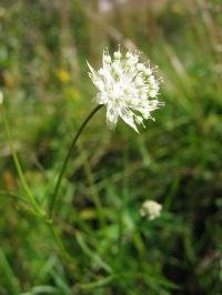 Astrantia minor