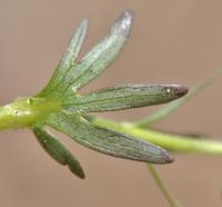 Ranunculus carinthiacus