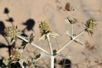 Eryngium maritimum