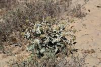 Eryngium maritimum