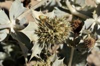 Eryngium maritimum