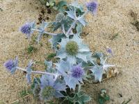 Eryngium maritimum