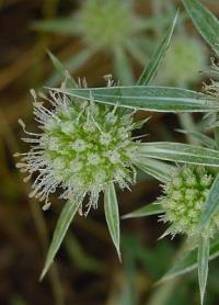 Eryngium campestre