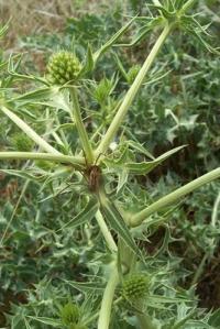 Eryngium campestre