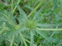 Eryngium campestre