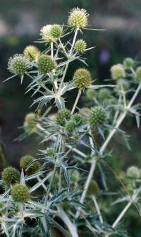 Eryngium campestre