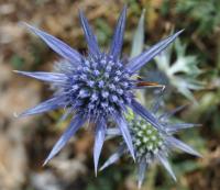 Eryngium bourgatii