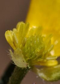 Ranunculus carinthiacus