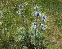 Eryngium bourgatii