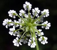 Chaerophyllum temulum