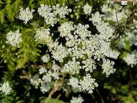 Chaerophyllum temulum