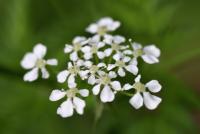 Chaerophyllum aureum