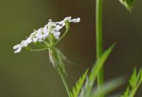 Chaerophyllum aureum