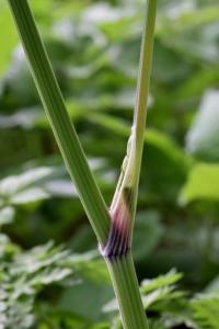 Chaerophyllum aureum