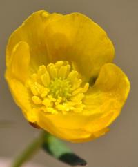 Ranunculus carinthiacus