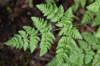 Chaerophyllum aureum