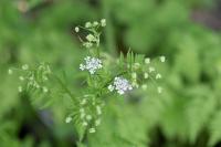 Chaerophyllum aureum