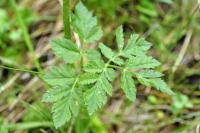 Chaerophyllum hirsutum