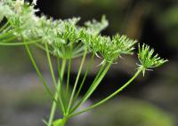 Chaerophyllum hirsutum