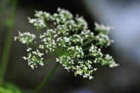 Chaerophyllum hirsutum