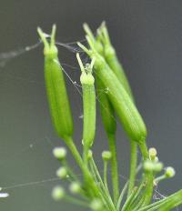 Chaerophyllum hirsutum