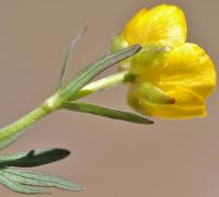 Ranunculus carinthiacus