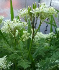 Myrrhis odorata