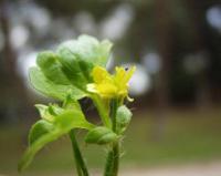 Ranunculus muricatus