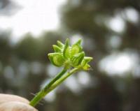 Ranunculus muricatus