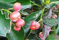 Euonymus japonicus