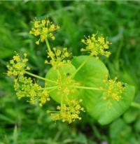 Smyrnium rotundifolium