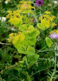 Smyrnium rotundifolium