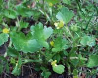 Ranunculus muricatus