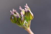 Conopodium pyrenaeum